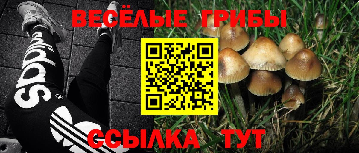 Псилоцибиновые грибы Cubensis  Вход с VPN  Ефремов 